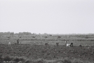 4-harvesting-family-allotments-azdamichy-2011-2011266c