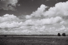 alshany-2010_0