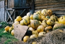 autumn-bounty-machul-2010