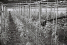 azdamichy-2011-2011133-1a