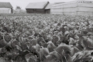azdamichy-2011-2011161-13
