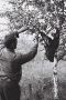 collecting-a-bee-swarm-tsjerablichy-2010