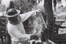 extracting-honey-tsjerablichy-20101