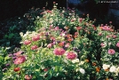 late-summer-flowers-tsjerablichy-2011-2011233b