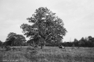 panjamon-2011-2011307-e