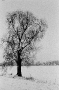 polesia-in-winter-ii-alhomjel-20112
