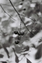 ripe-cherries-tsjerablichy-2011-2011192bf1050022