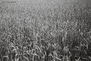 rye-field-vjaljejka-district-2011-2011226c-29a3