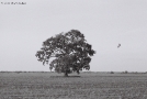 storks-varonina-oak-2009-2009179-03