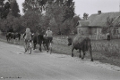 taking-the-cows-home-iody-2011-2011229-06_0