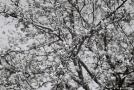 vjalikaje-maljeshava-2011