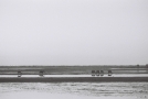 zapjasochcha-2010_0