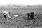 planting-potatoes-tsjerablichy-2009-2009097-21
