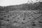 springtime-valjeuka-2009110-26A