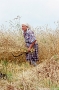 harvest-smarhon-district-2001-27900022(2001176-