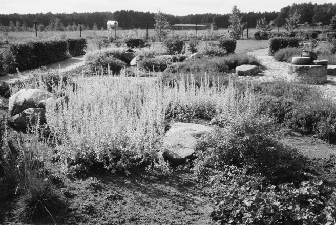 0c.Herbal-Garden-Аптэкарскі-сад-nr.-Hatavichy-Mjadzjel-District-2019-2019182-11A