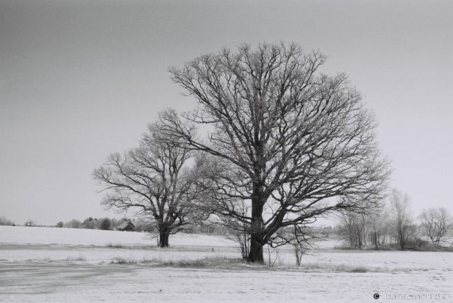 1-oak-trees-of-belarus-dzjaniski-2014-2014024-04