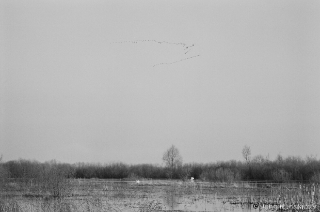 spring-migration-along-the-river-jasjelda-near-rudka-2007-2007107-19