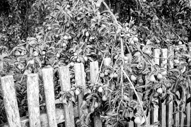 1.Pear Crop, Tsjerablichy 2015, 2015251a-24A(94390011
