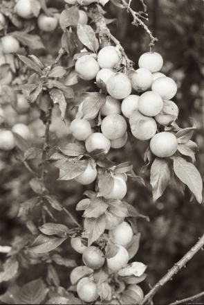 1.Alycha-Cherry-Plums-Tsjerablichy-2019-2019170-0A