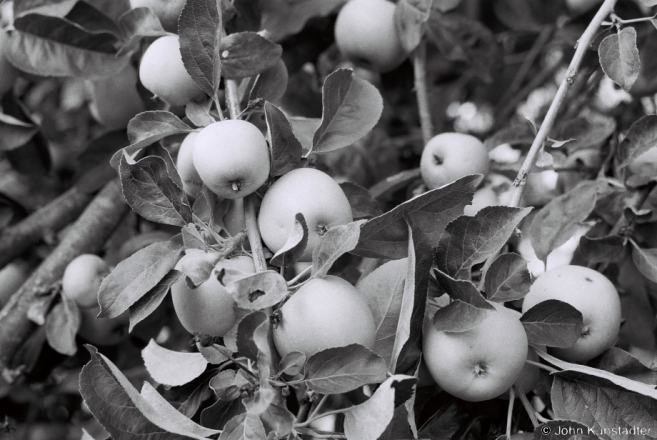 1.Apple Crop, Tsjerablichy 2015, 2015268b- (F1150036