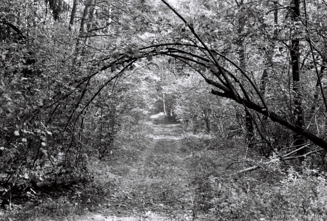 1.Arch-of-Branches-by-First-German-WWI-Cemetery-Litva-2018-2018280_27A