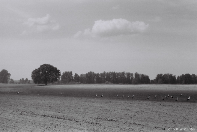 1.Bachelor Storks, Tsjerablichy 2013, 2013131-1A