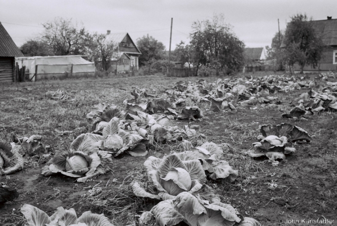 1.Cabbages to Harvest before Pakrou, Tsjerablichy 2017, 2017243b- (F1100012