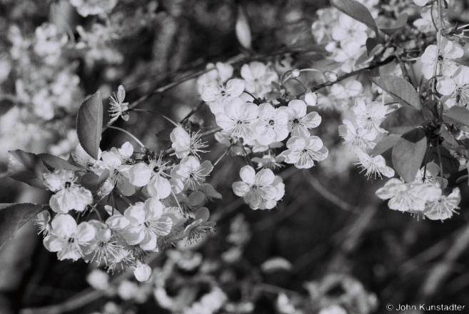 1.Cherry Blossoms, Tsjerablichy 2016, 2016130a-2A