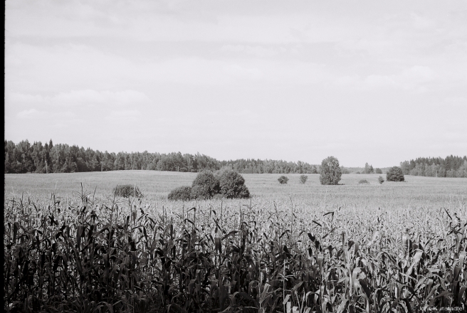 1.Cornfield near Vjalkija Kryvichy 2015, 2015299b-25A(000061