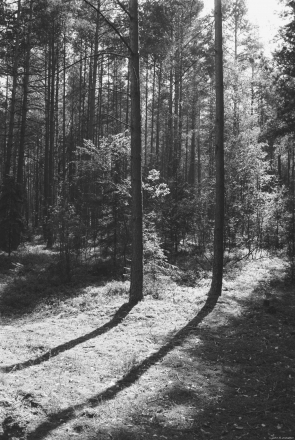 1.Forest-Preserve-between-Lakes-Bjelaje-and-Mjastra-2019-2019182-6A