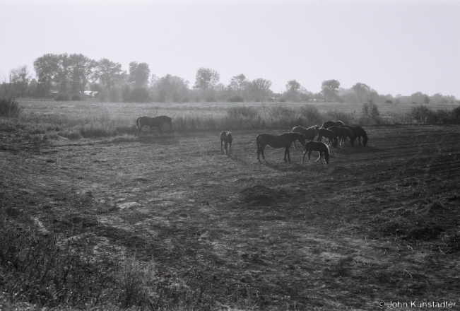 1.Horses, Al'homjel' 2018, 2018270_12A