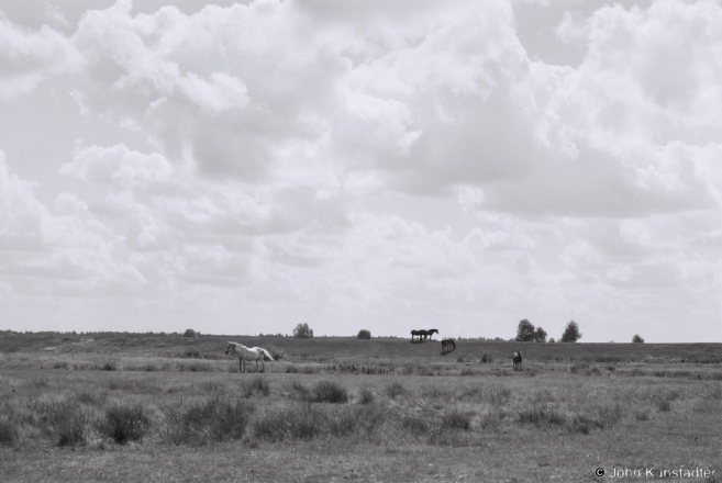 1.Horses by Dyke, Tsjerablichy 2016, 2016276- (F1140034