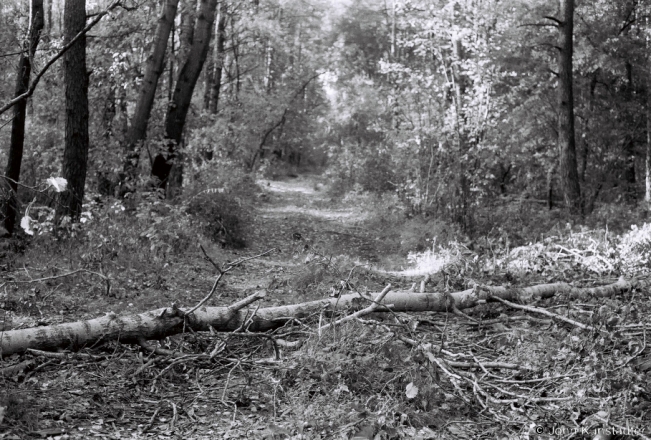 1.Log-Across-Forest-Track-to-Third-German-WWI-Cemetery-between-Litva-Rusino-2018-2018281a_19A