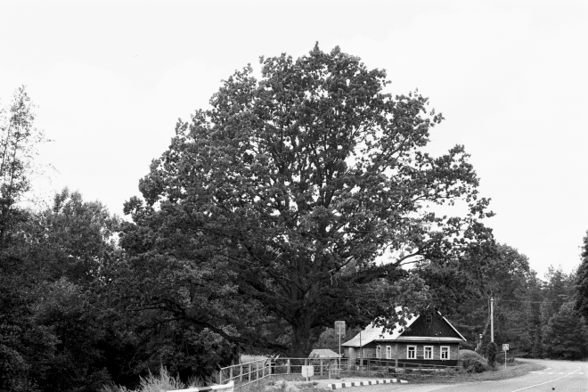 1.Oak-Tree-Hjerdutsishki-2019-2019184b-31A2