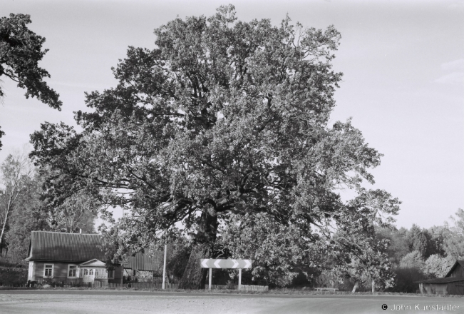 1.Old Oak, Khoukhlava 2018, 2018263a_11A