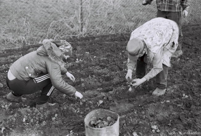 1.Planting Cabbage, Tsjerablichy 2018, 2018044a_04A