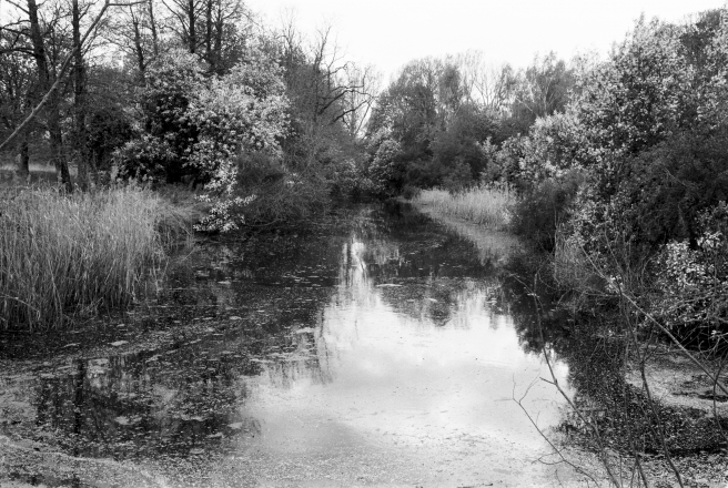 1.Pond-Former-Radziwill-Estate-Radzivilimonti-Chyrvonaja-Zorka-2019-2019055-33A