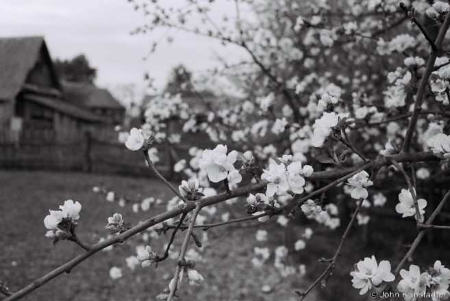 Spring in Polesia, Apple Blossoms, Tsjerablichy 2014, 2014131-4A.jpg