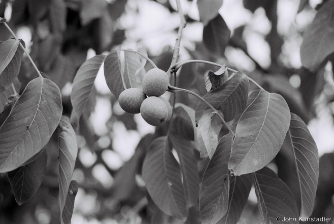 1.Walnut Tree, Tsjerablichy 2015, 2015314- (F1040030