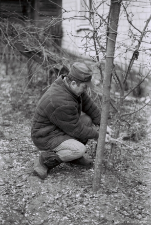 1.Wrapping Fruit Trees with Straw Rings, Tsjerablichy 2018, 2018002b- (F1040027