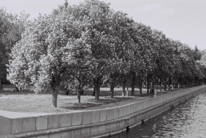 10.Chestnut Trees by River S'vislach, Mjensk 2013, 2013136-5A