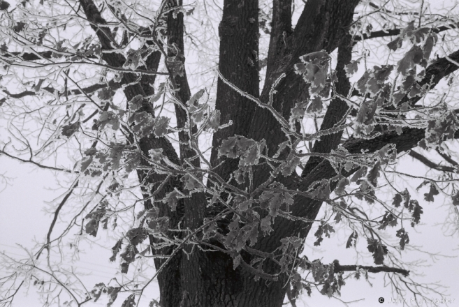10g.Oak Leaves, Lichytsy 2017, 2017012- (F1080018