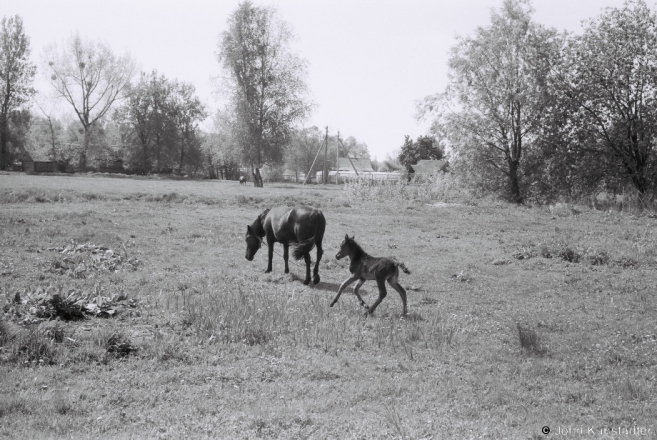 11a.A Dam and Her Filly, Machul' 2014, 2014150-21A