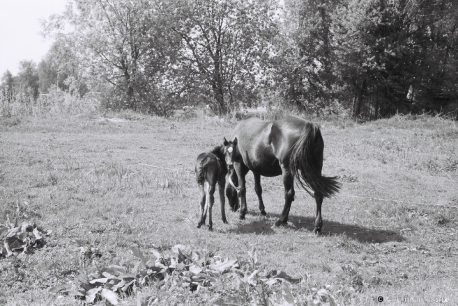 11b.A Dam and Her Filly, Machul' 2014, 2014150-22A