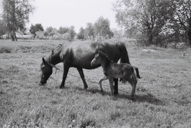 11c.A Dam and Her Filly, Machul' 2014, 2014150-24A