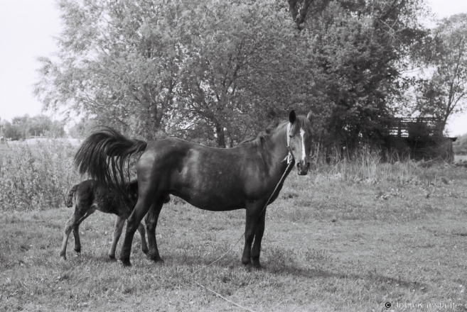 11d.A Dam and Her Filly, Machul' 2014, 2014150-25A