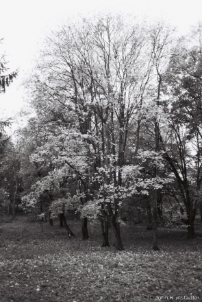 11f.Fragment-of-Park-Former-Puttkamer-Family-Estate-Boltsiniki-2012-2012321-4