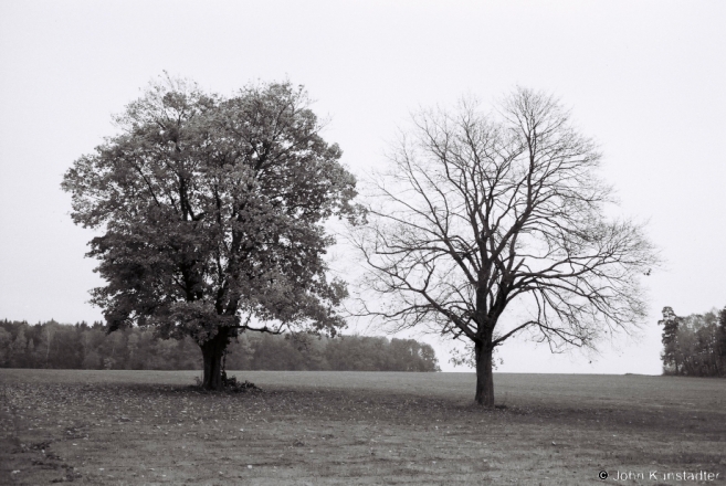 12.Fragment-of-Park-Former-Puttkamer-Family-Boltsiniki-2012-2012321-12