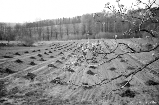 12a.Apple Blossoms, Valjeuka 2009, 2009110-26A